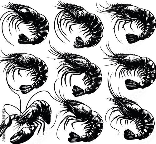 Vector illustration of a shrimp, a member of the Caridea order, depicted in a scratchboard style. This hand-drawn image captures the intricate details of the shrimp's anatomy