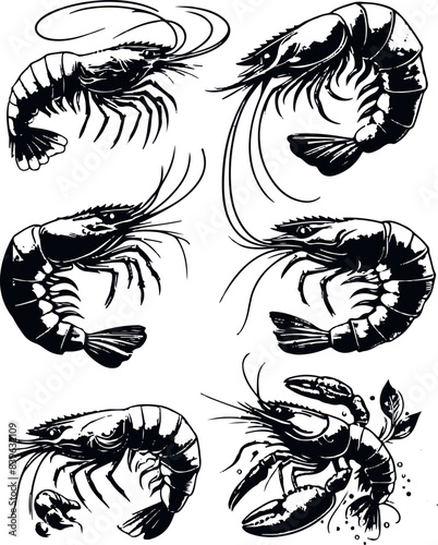 Vector illustration of a shrimp, a member of the Caridea order, depicted in a scratchboard style. This hand-drawn image captures the intricate details of the shrimp's anatomy