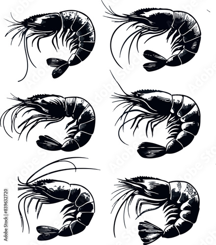 Vector illustration of a shrimp, a member of the Caridea order, depicted in a scratchboard style. This hand-drawn image captures the intricate details of the shrimp's anatomy