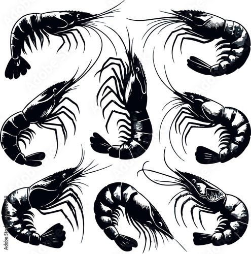 Vector illustration of a shrimp, a member of the Caridea order, depicted in a scratchboard style. This hand-drawn image captures the intricate details of the shrimp's anatomy