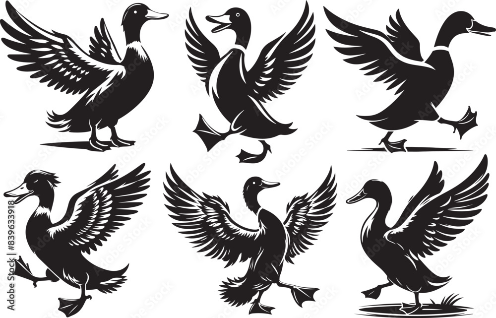 black and white ducks black and white ducks