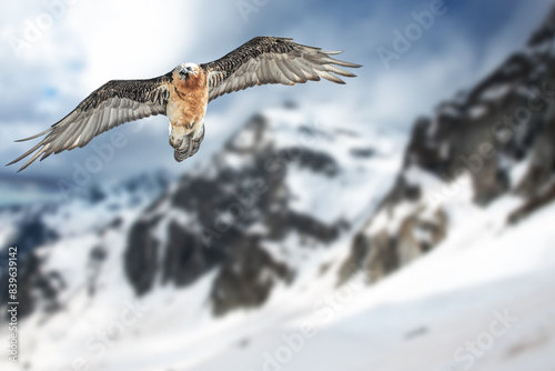Adult bearded vulture (Gypaetus barbatus), also known as the lammergeier and ossifrage flying over high altitude alpine snowy slopes against snow capped mountains, Alps , Italy. Rare bird of prey.