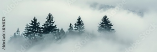 Wallpaper Mural Foggy Morning View of Pine Trees and Mountains Torontodigital.ca