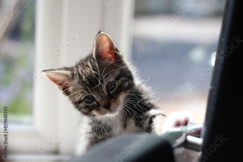 Kitten tabby cat 