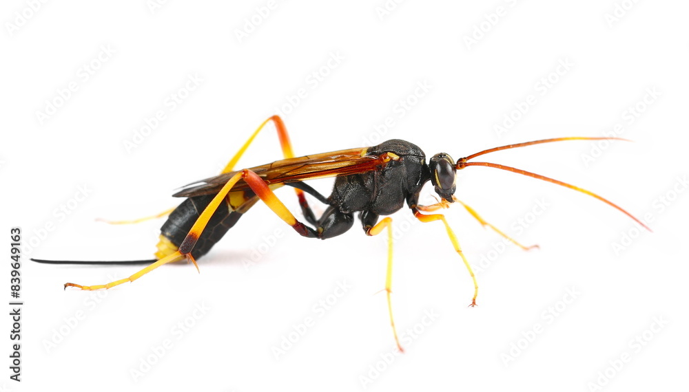 Banded caterpillar parasite wasp isolated on white, (Ichneumon promissorius) Banded caterpillar parasite wasp isolated on white, (Ichneumon promissorius)