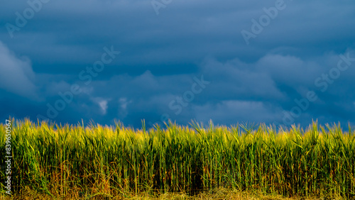 Sunlit cereals on dark blue sky background photo