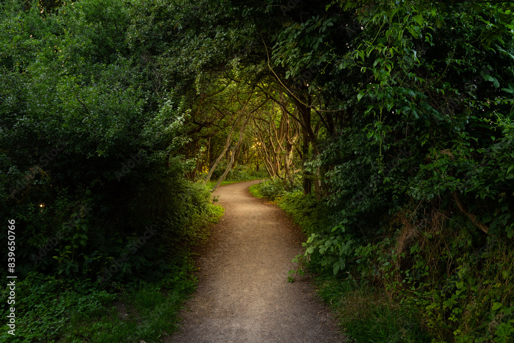 Golden glow of a narrow path throgh a dense forest. Golden glow of a narrow path throgh a dense forest.