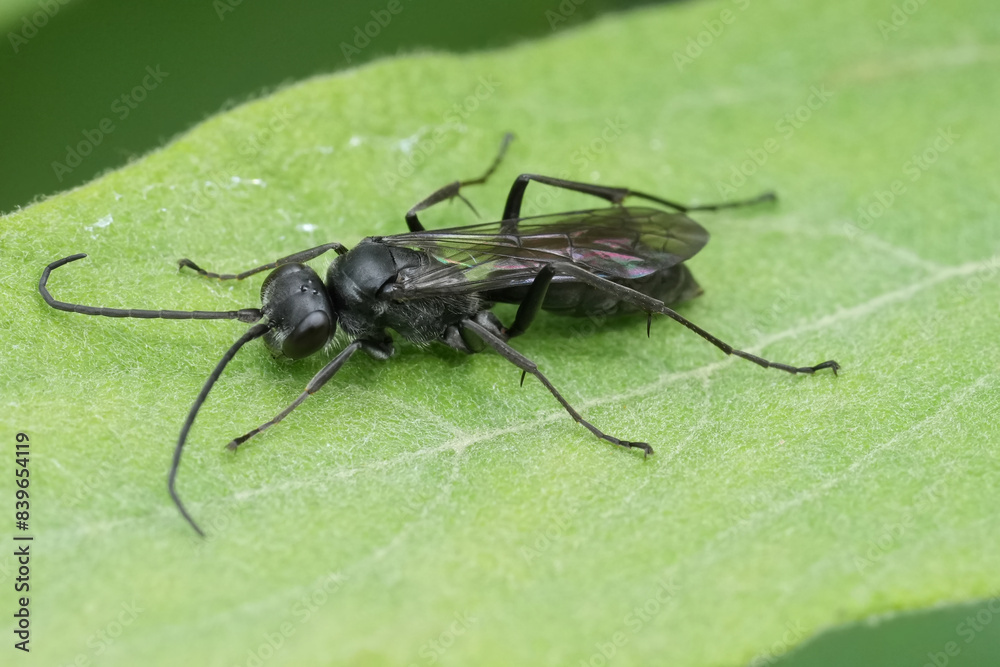 Closeup on a dark black European spider killing wasp, Auplopus carbonarius, sitting on a green leaf Closeup on a dark black European spider killing wasp, Auplopus carbonarius, sitting on a green leaf