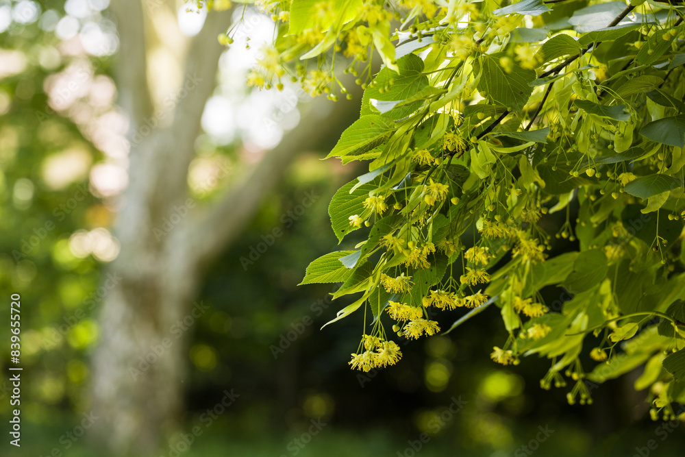 Tilia cordata - yellow and white linden flowers growing on a branch with green leaves in a beautiful backlight. Tilia cordata - yellow and white linden flowers growing on a branch with green leaves in a beautiful backlight.