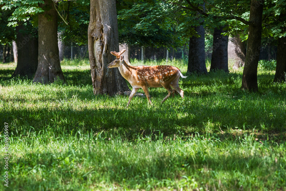 Cervus nippon - one young male grazing in the forest among the trees Cervus nippon - one young male grazing in the forest among the trees
