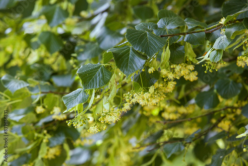 Tilia cordata - yellow and white linden flowers growing on a branch with green leaves in a beautiful backlight.