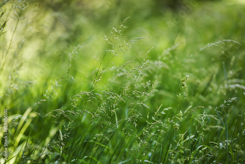 Meadow grass blowing in the wind with beautiful soft background