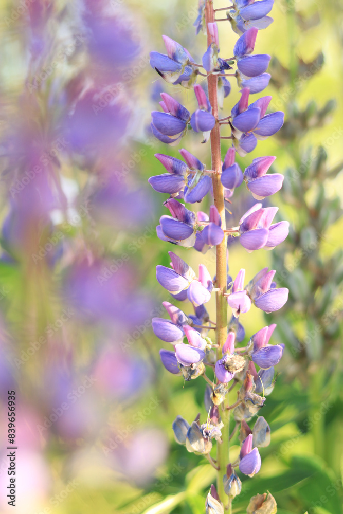 Lupine flower close up with selective focus. Spring flower on a field or in a park. Blooming purple-blue lupine flower. Natural background. Lupine on a blurred background on a sunny day Lupine flower close up with selective focus. Spring flower on a field or in a park. Blooming purple-blue lupine flower. Natural background. Lupine on a blurred background on a sunny day