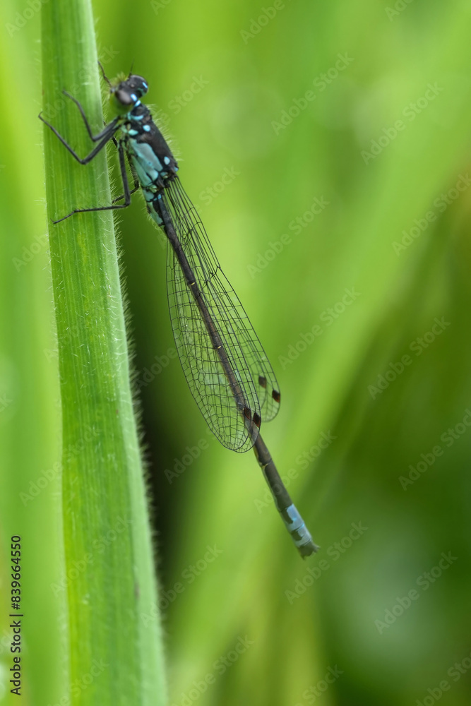Closeup on the narrow-winged Pacific forktail damselfly, Ischnura cervula at Bandon , Oregon Closeup on the narrow-winged Pacific forktail damselfly, Ischnura cervula at Bandon , Oregon