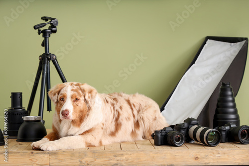 Cute Australian Shepherd do...