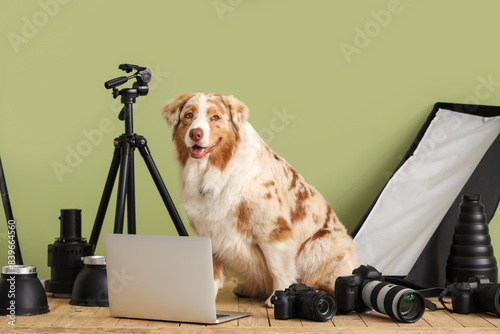 Cute Australian Shepherd do...