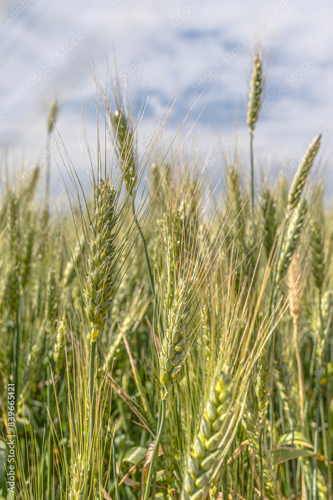 Wheat is a symbol of Ukraine and life. Wheat field. Ukrainian landscape. Nature in the rays of the evening sun. Spikelets at sunset. Grains of wheat. Ripe ear of corn in hand. Wheat is a symbol of Ukraine and life. Wheat field. Ukrainian landscape. Nature in the rays of the evening sun. Spikelets at sunset. Grains of wheat. Ripe ear of corn in hand.
