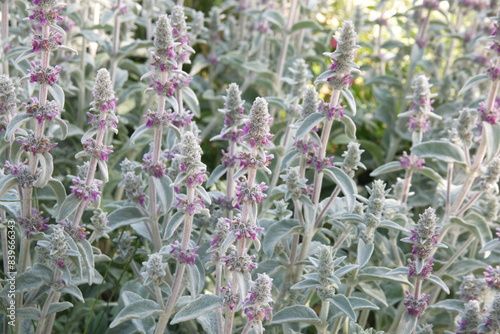 Stachys byzantina in bloom, ornamental and medicinal plant, stachys lanata, Stachys olympica, the lamb's-ear or woolly hedgenettle, is a species of flowering plant in the mint family Lamiaceae