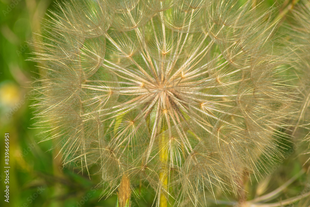 photograph of a dandelion flower in nature photograph of a dandelion flower in nature