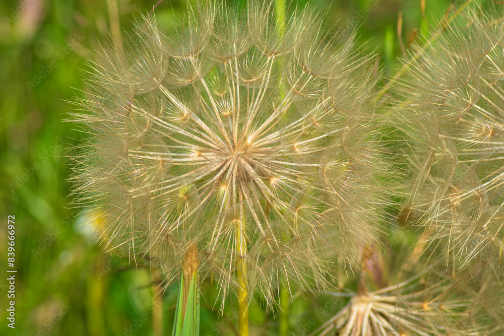 photograph of a dandelion flower in nature photograph of a dandelion flower in nature