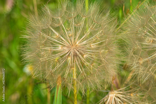 photograph of a dandelion flower in nature