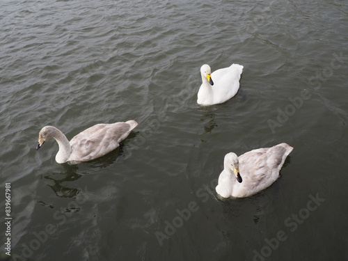 Three Swans swimming in Iceland
