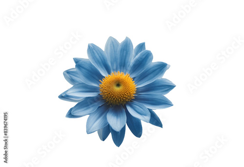 Blue flower isolated on transparent background cutout