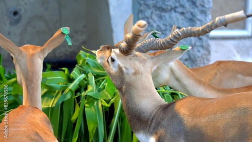 flock of black bucks in park , The black buck, also known as the Indian antelope, is an antelope native to Pakistan India and Nepal. Indian blackbuck (Antilope cervicapra).Wildlife animal. Slow Motion photo