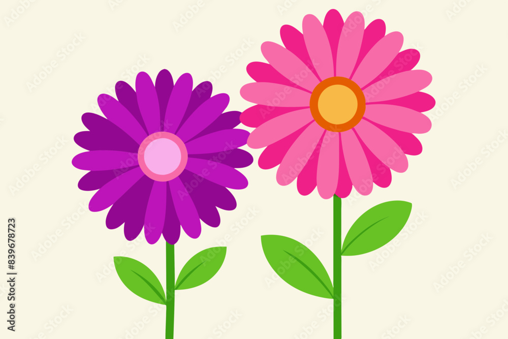 pink daisy flowers illustration