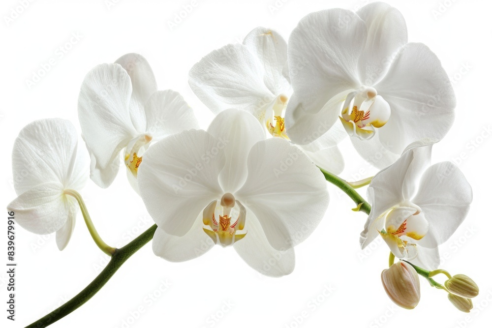 A close-up view of a single white flower on its stem, suitable for use in botanical or nature-themed contexts A close-up view of a single white flower on its stem, suitable for use in botanical or nature-themed contexts