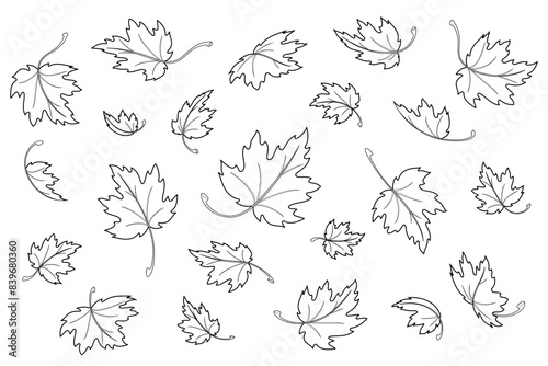 Maple leaves. Autumn background template with flying and falling leaves. Isolated black outline on white background. Vector illustration