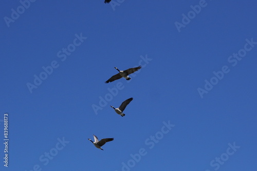 Flying  geese