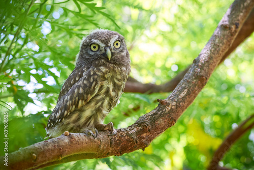 Little owl juvenile bird in natural habitat (Athene noctua)