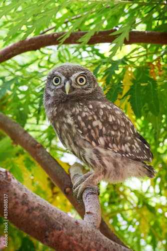 Little owl juvenile bird in natural habitat (Athene noctua)