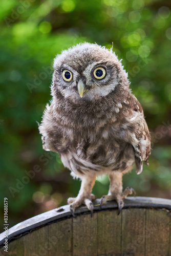 Little owl juvenile bird in natural habitat (Athene noctua)