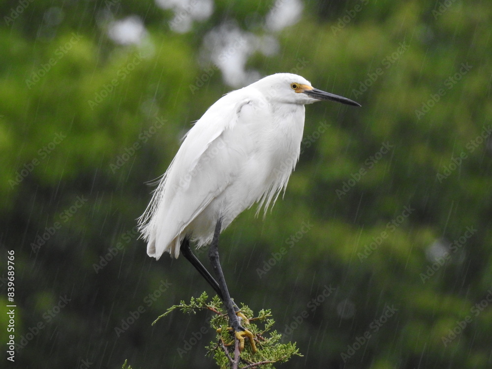 A snowy egret perched on top a juniper, during a rainstorm. Bombay Hook National Wildlife Refuge, Kent County, Delaware. A snowy egret perched on top a juniper, during a rainstorm. Bombay Hook National Wildlife Refuge, Kent County, Delaware.