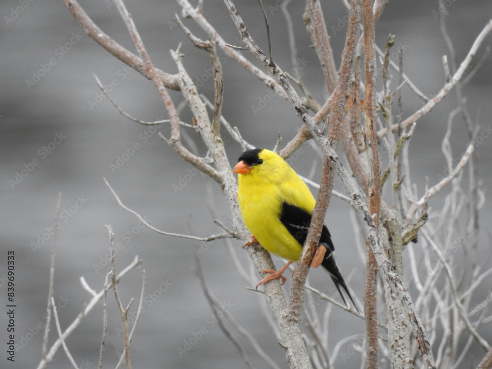 American goldfinch perched on a branch within the wetlands of the Bombay Hook National Wildlife Refuge, Kent County, Delaware. American goldfinch perched on a branch within the wetlands of the Bombay Hook National Wildlife Refuge, Kent County, Delaware.