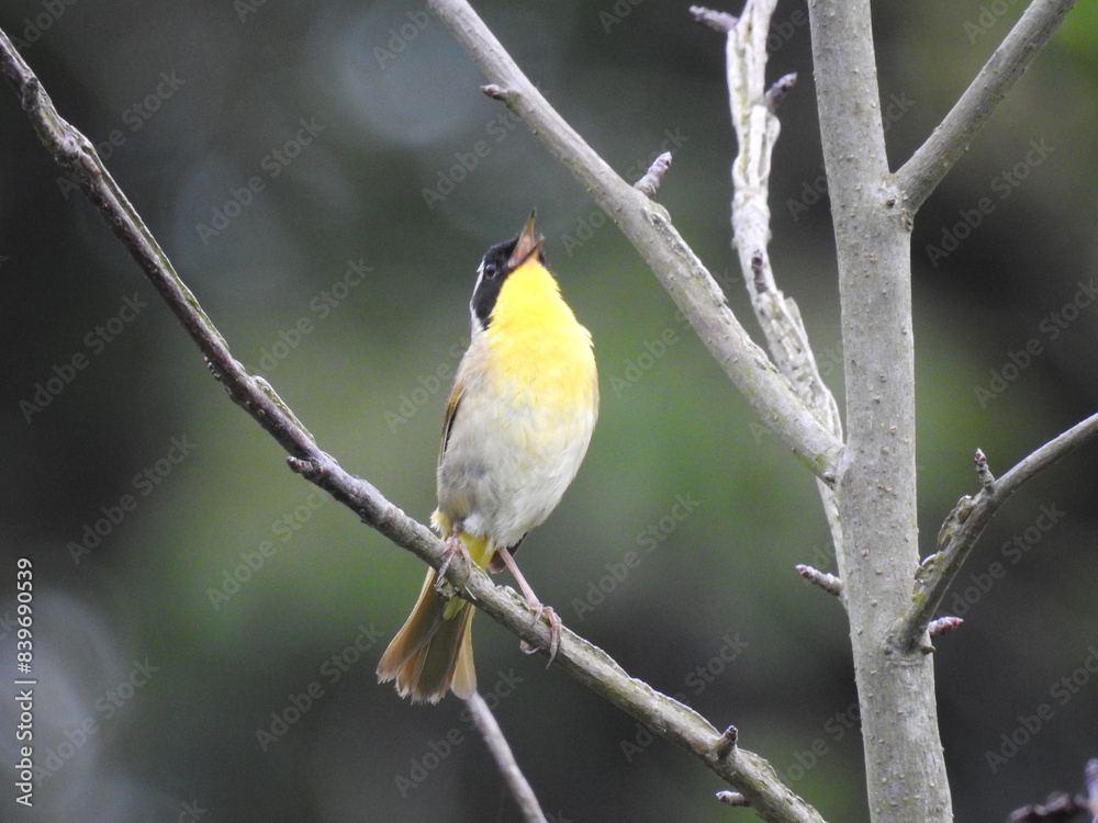 A common yellowthroat perched on a branch, singing a lovely tune. Bombay Hook National Wildlife Refuge, Kent County, Delaware. A common yellowthroat perched on a branch, singing a lovely tune. Bombay Hook National Wildlife Refuge, Kent County, Delaware.