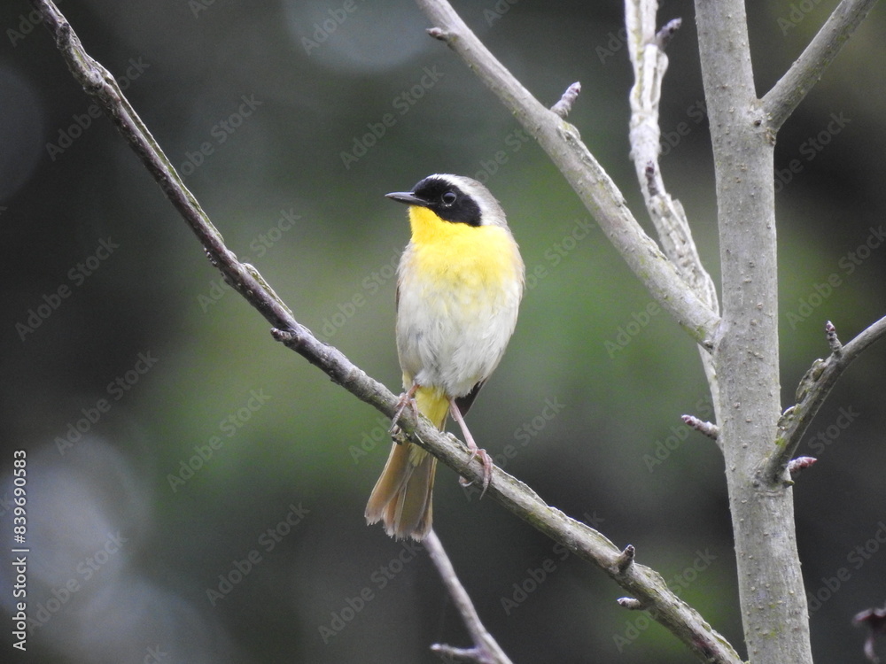 A common yellowthroat perched on a branch within a woodland forest. Bombay Hook National Wildlife Refuge, Kent County, Delaware. A common yellowthroat perched on a branch within a woodland forest. Bombay Hook National Wildlife Refuge, Kent County, Delaware.