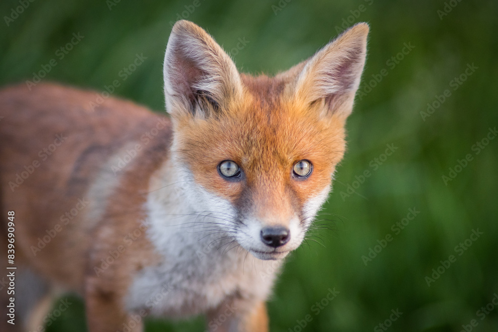 Fototapeta premium Close up portrait detail red fox cub vulpes vulpes