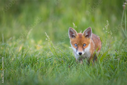 Red Fox Cubs in summertime baby and wild cute foxes vulpes vulpes, June 2024 United Kingdom  © JTP Photography