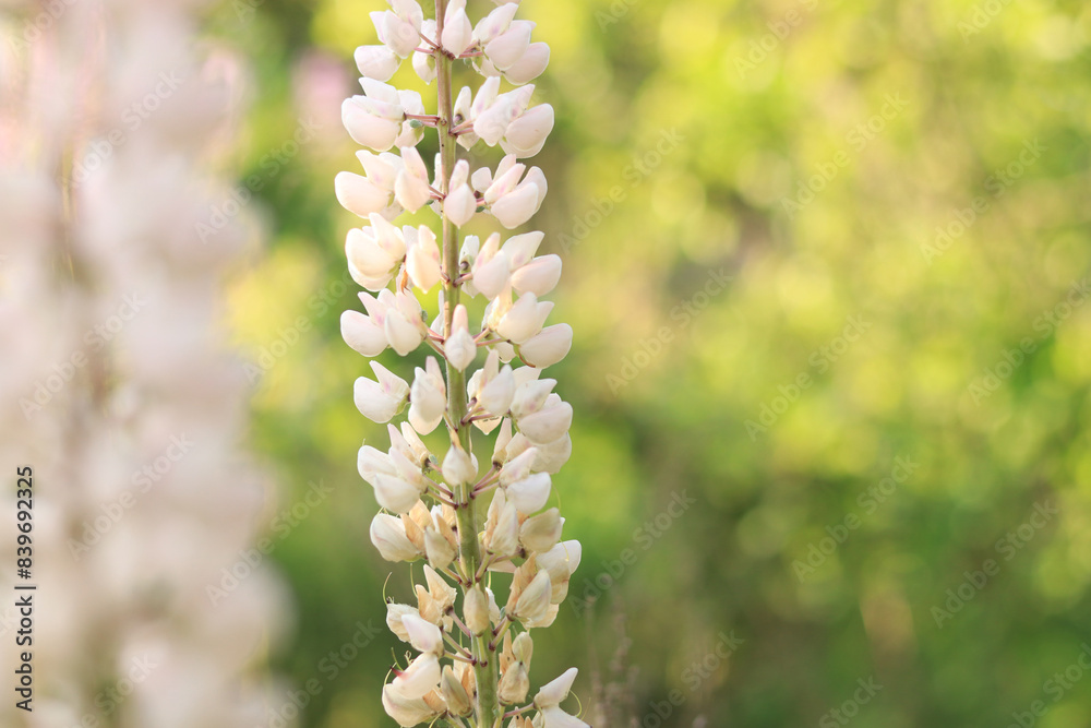 White lupine. Lupine flower close up with selective focus. Spring flower on a field or in a park. Blooming white lupine flower. Natural background. Lupine on a blurred background on a sunny day White lupine. Lupine flower close up with selective focus. Spring flower on a field or in a park. Blooming white lupine flower. Natural background. Lupine on a blurred background on a sunny day