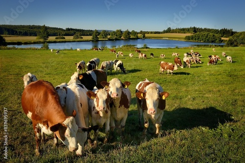 Herd of cows in front of the lake on the green grass. Farmland with domestic animals and the water photo