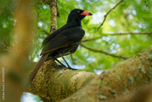 Black bird Piapiac - Ptilostomus afer African bird in the crow family Ptilostomus, related to the Central Asian ground jays, black bird with the red beak and long tail, feeds on insects from mammals photo