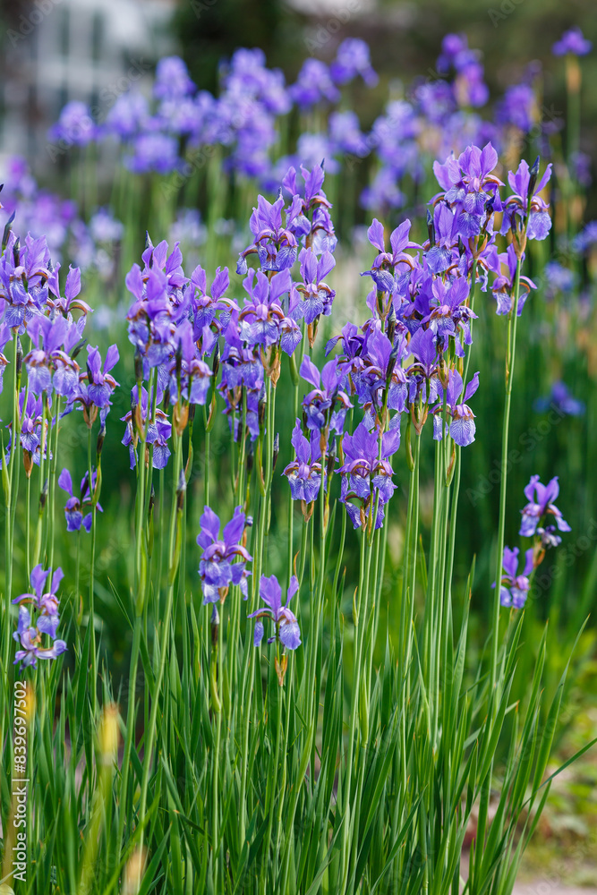 Siberian iris in spring garden. Group of blooming Siberian irises (iris sibirica) in the garden.Images for posters, calendars and printing Siberian iris in spring garden. Group of blooming Siberian irises (iris sibirica) in the garden.Images for posters, calendars and printing
