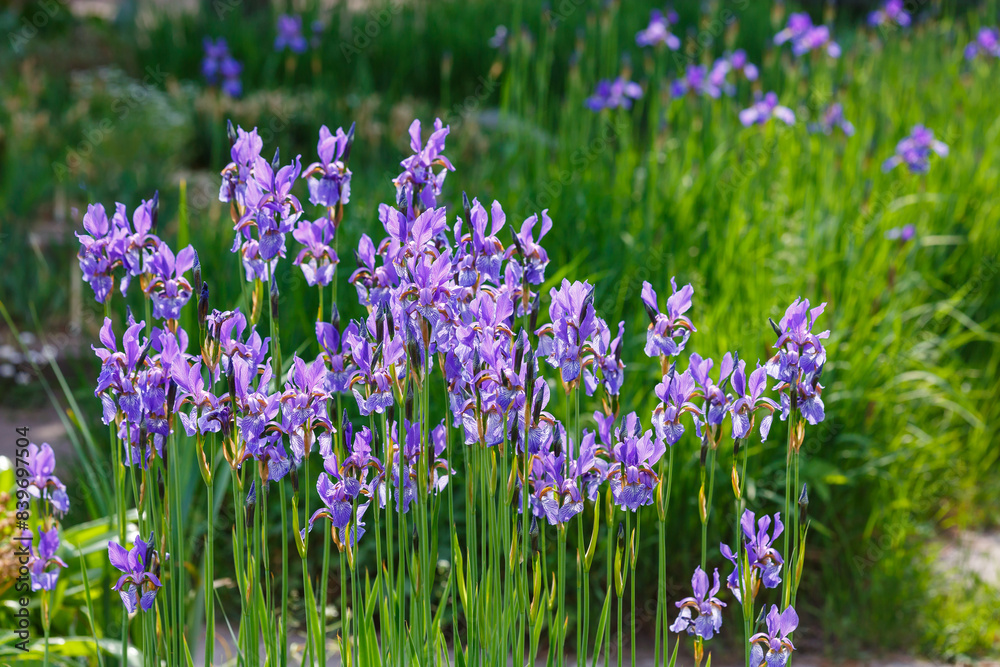 Siberian iris in spring garden. Group of blooming Siberian irises (iris sibirica) in the garden.Images for posters, calendars and printing Siberian iris in spring garden. Group of blooming Siberian irises (iris sibirica) in the garden.Images for posters, calendars and printing