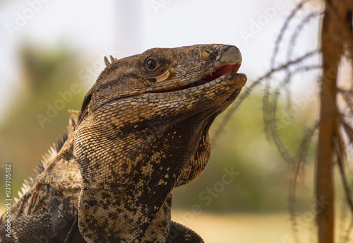 Closeup of an Iguana in Mexico