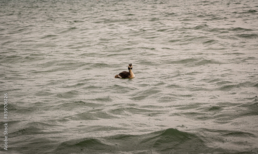 Naklejka premium duck on a lake