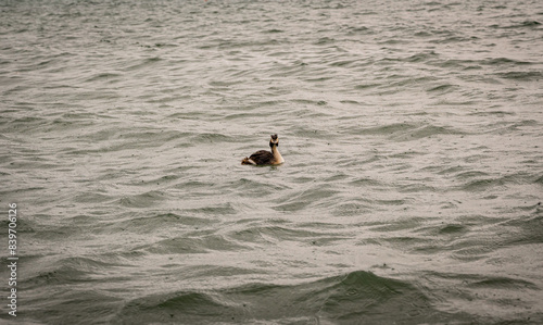 duck on a lake