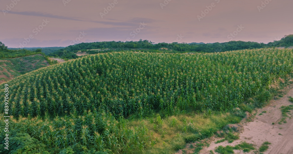 Fototapeta premium Maizales